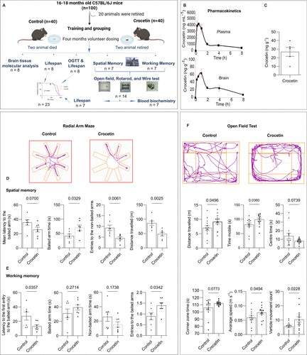 La crocetina retarda el cervell i el cos 5