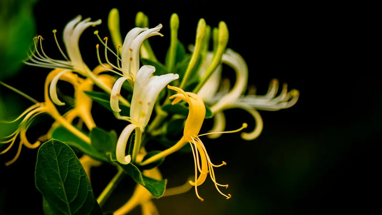 Honeysuckle Extract