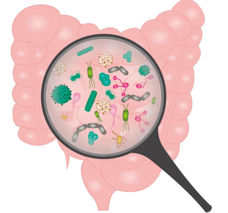 Lactobacillus Acidophilus 1