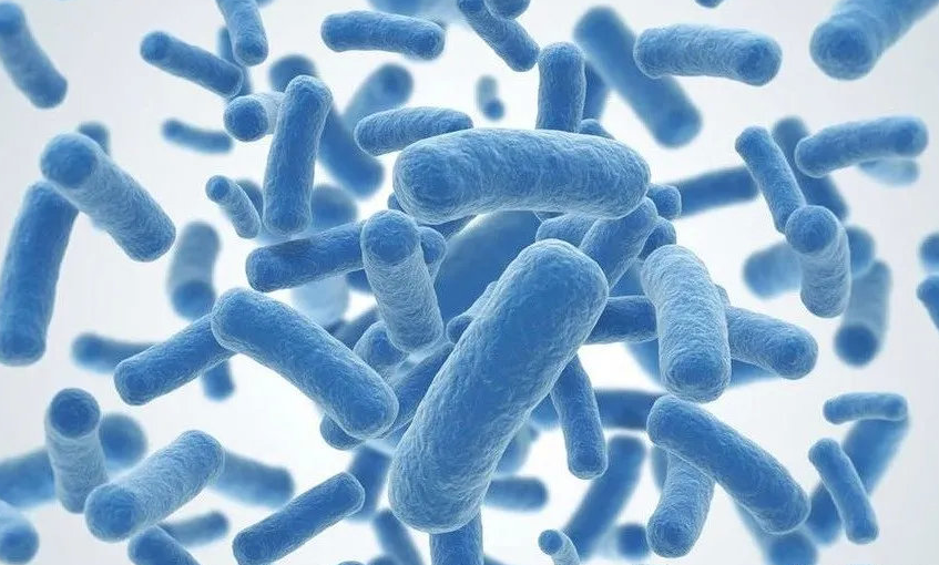 Lactobacillus Casei1