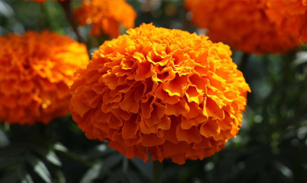 Marigold 1